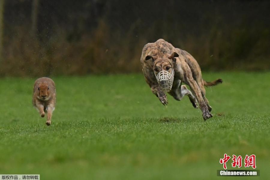 A greyhound chases a hare during a hare coursing meeting in Abbeyfeale, Ireland, Dec. 28, 2018. (Photo/Agencies)