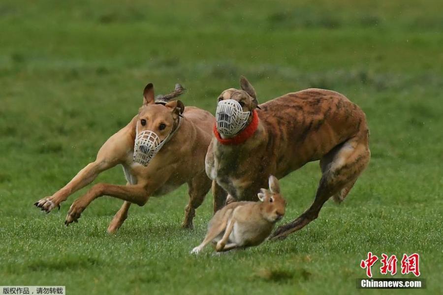 Greyhounds chase a hare during a hare coursing meeting in Abbeyfeale, Ireland, Dec. 28, 2018. (Photo/Agencies)