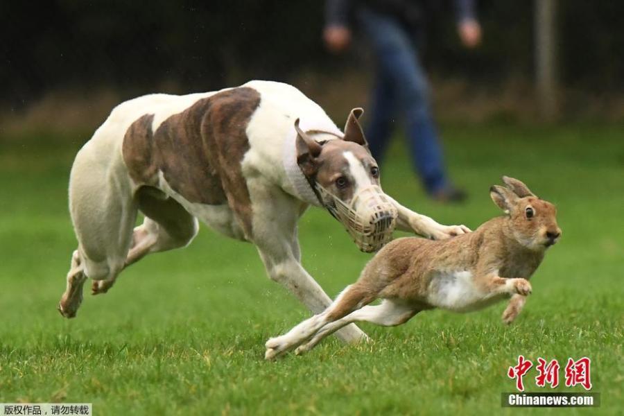 A greyhound chases a hare during a hare coursing meeting in Abbeyfeale, Ireland, Dec. 28, 2018. (Photo/Agencies)