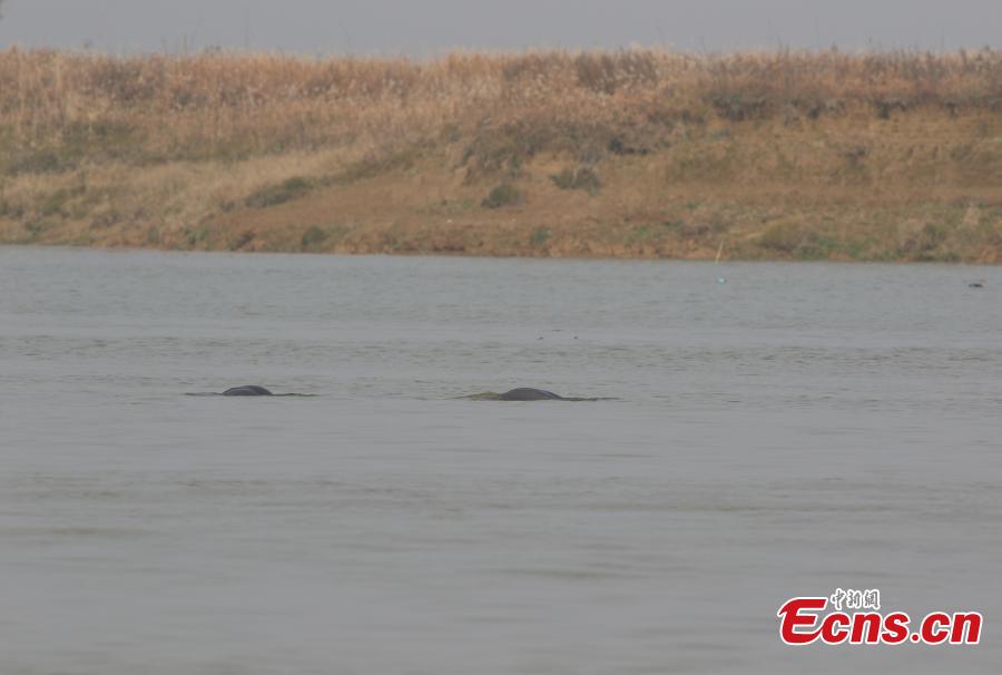 A Yangtze River finless porpoise with a calf on its back seen at Poyang Lake nature reserve on Jan. 17, 2019. The nature reserve staff found 14 Yangtze River finless porpoises in four groups during an inspection. Classified as a first-class protected animal in China, the Yangtze River finless porpoise is known as the \