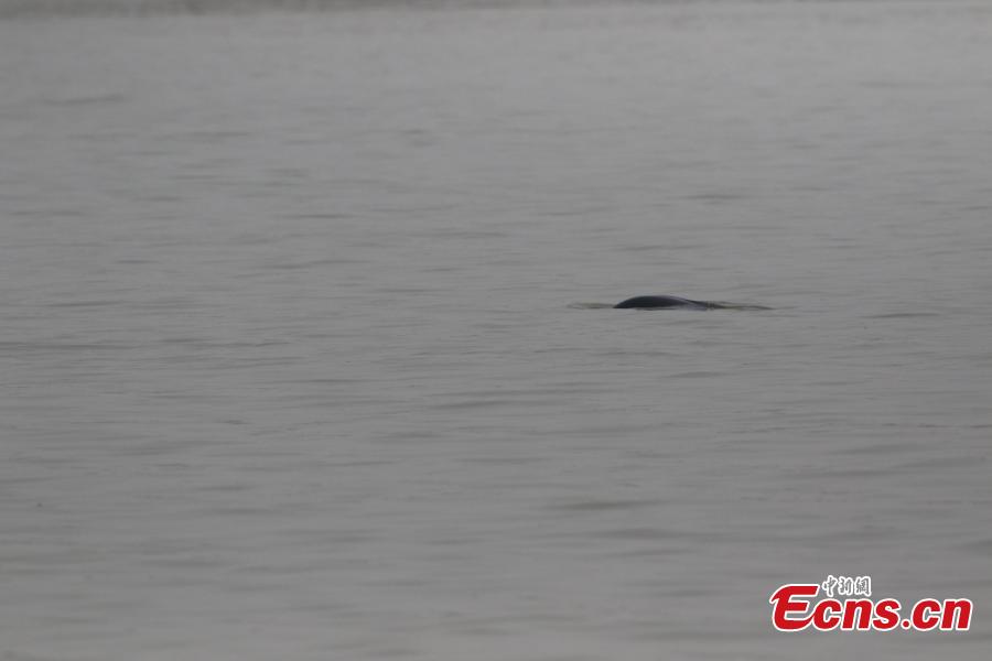 A Yangtze River finless porpoise with a calf on its back seen at Poyang Lake nature reserve on Jan. 17, 2019. The nature reserve staff found 14 Yangtze River finless porpoises in four groups during an inspection. Classified as a first-class protected animal in China, the Yangtze River finless porpoise is known as the \