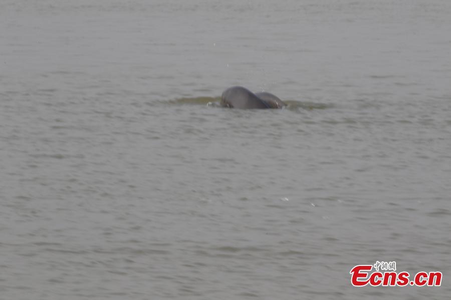 A Yangtze River finless porpoise with a calf on its back seen at Poyang Lake nature reserve on Jan. 17, 2019. The nature reserve staff found 14 Yangtze River finless porpoises in four groups during an inspection. Classified as a first-class protected animal in China, the Yangtze River finless porpoise is known as the \