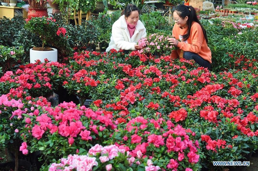 People choose flowers at a flower market in Donghai County of Lianyungang City, east China\'s Jiangsu Province, Jan. 17, 2019. Suppliers and vendors in flower retail sector across China are busy preparing flowers to meet customers\' demands as the Spring Festival approaches. The Spring Festival, or the Chinese Lunar New Year, falls on Feb. 5 this year. (Xinhua/Zhang Zhengyou)