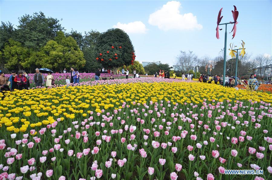 Tourists enjoy tulip flowers during Spring Festival holiday at Liuzhou Expo Garden in Liuzhou City, south China\'s Guangxi Zhuang Autonomous Region, Feb. 7, 2019. (Xinhua/Li Bin)
