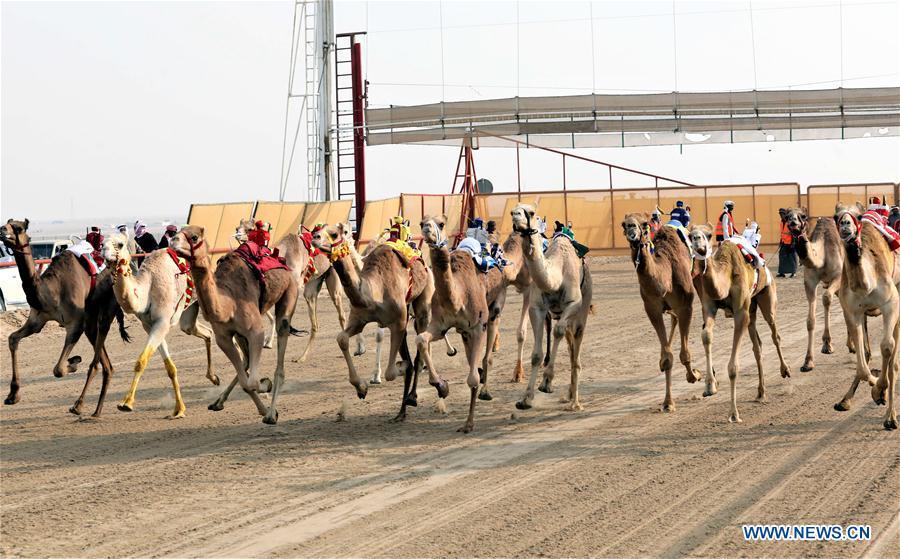 Camels compete during the Kuwait\'s 19th Camel Racing Tournament at Kuwait Camel Racing Club in Al-Ahmadi Governorate, Kuwait, on Feb. 9, 2019. (Xinhua/Joseph Shagra)