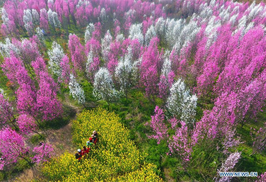 Aerial photo taken on March 26, 2019 shows the scenery of Yinji Township, Xiangyang City, central China\'s Hubei Province. (Xinhua/Yang Dong)