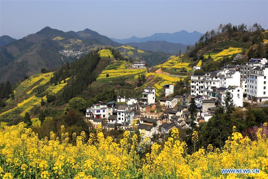 Photo taken on March 26, 2019 shows the scenery of cole flowers at Shitan Village, Shexian County, east China\'s Anhui Province. (Xinhua/Shi Guangde)