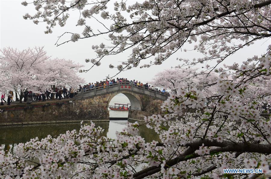 Visitors enjoy cherry blossoms at the Yuantouzhu scenic spot of the Taihu Lake in Wuxi, east China\'s Jiangsu Province, on March 30, 2019. (Xinhua/Huan Yueliang)