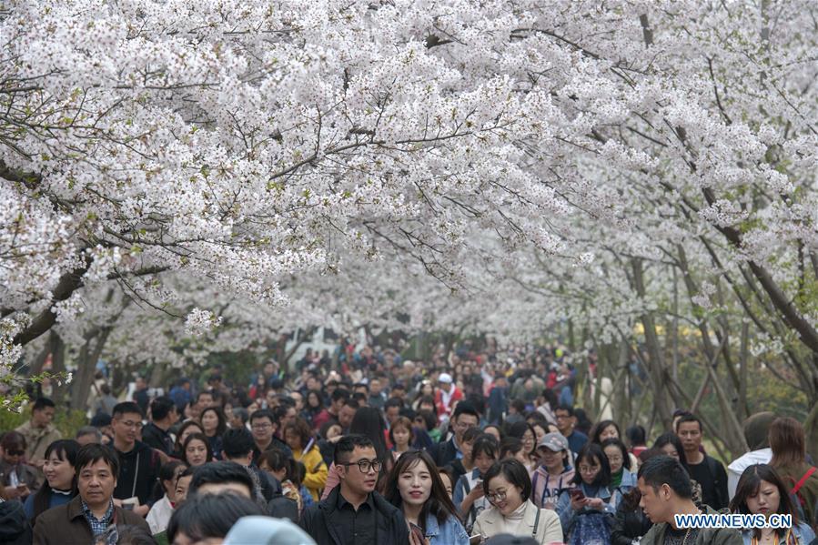 Visitors enjoy cherry blossoms at the Yuantouzhu scenic spot of the Taihu Lake in Wuxi, east China\'s Jiangsu Province, on March 30, 2019. (Xinhua/Pan Zhengguang)