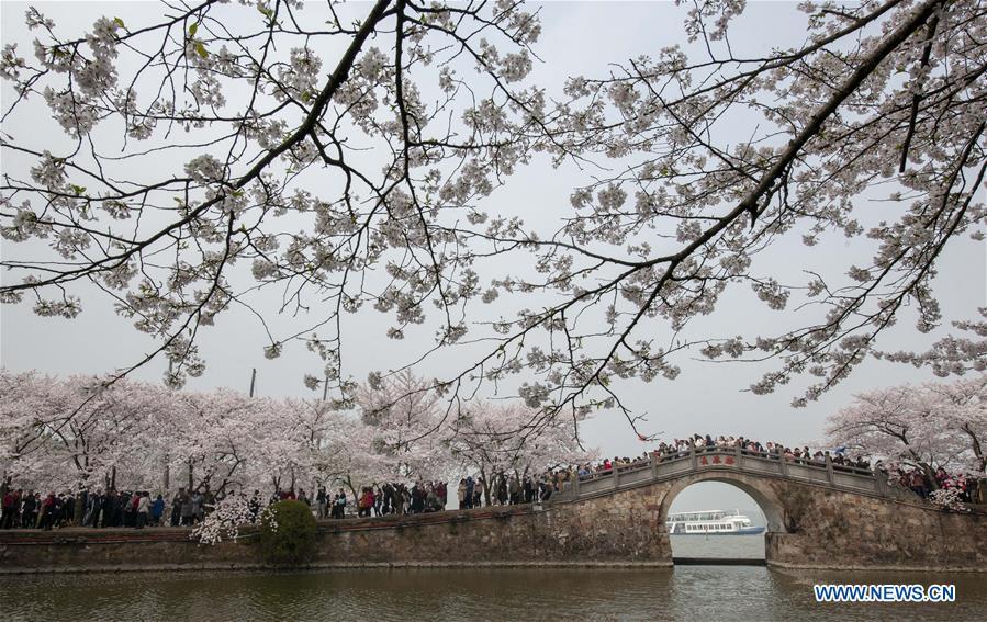 Visitors enjoy cherry blossoms at the Yuantouzhu scenic spot of the Taihu Lake in Wuxi, east China\'s Jiangsu Province, on March 30, 2019. (Xinhua/Pan Zhengguang)