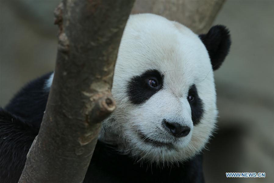 Chinese Giant Pandas Meet Public At Panda World Of Everland In S. Korea