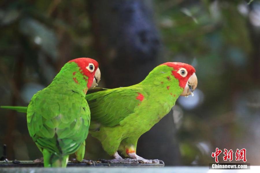 ?The Aratinga erythrogenys. Many beautiful birds have come to the bird reserve area in East Cape, South Africa, as Africa has moves into autumn in May. (Photo/China News Service)