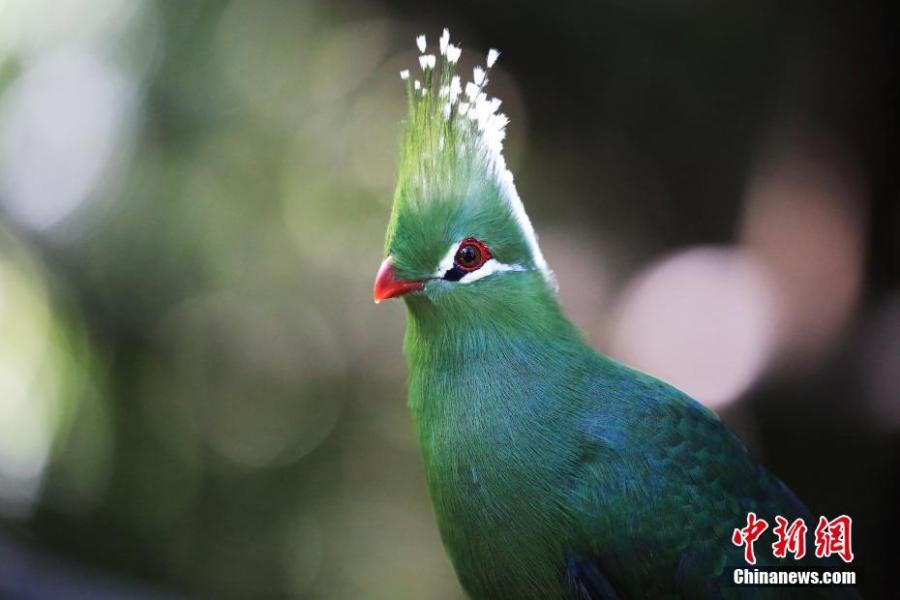 The Tauraco livingstonii. Many beautiful birds have migrated to a bird reserve in South Africa\'s Eastern Cape Province, as Africa moves into autumn in May.   (Photo/China News Service)