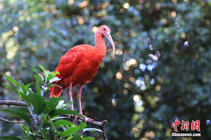 The Eudocimus ruber. Many beautiful birds have migrated to a bird reserve in South Africa\'s Eastern Cape Province, as Africa moves into autumn in May.  (Photo/China News Service)