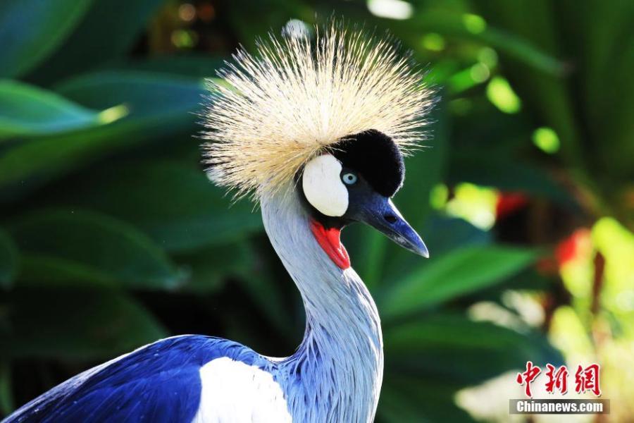 ?The Balearica regulorum. Many beautiful birds have migrated to a bird reserve in South Africa\'s Eastern Cape Province, as Africa moves into autumn in May.  (Photo/China News Service)