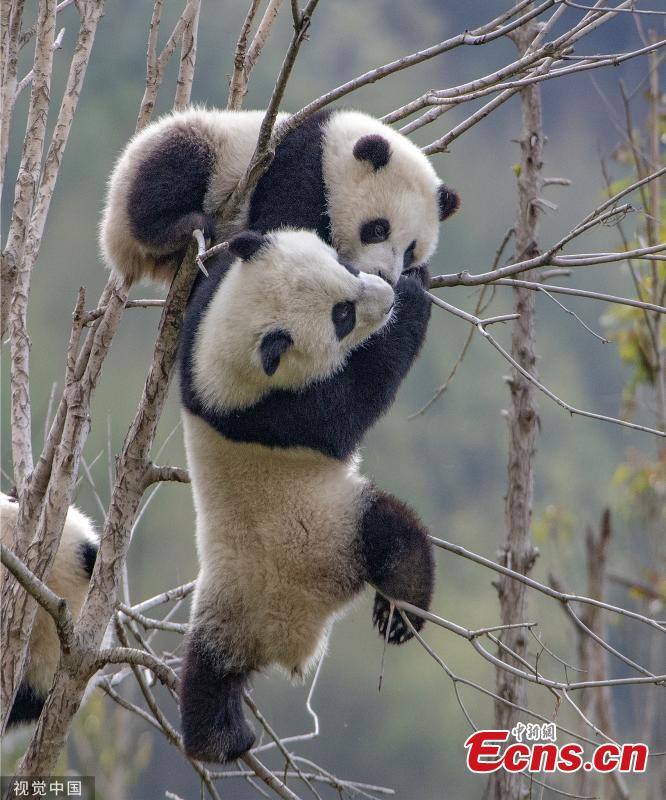 Panda cubs play at a research center for giant pandas in Aba Tibetan and Qiang Autonomous Prefecture, southwest China\'s Sichuan Province.  (Photo/VCG)