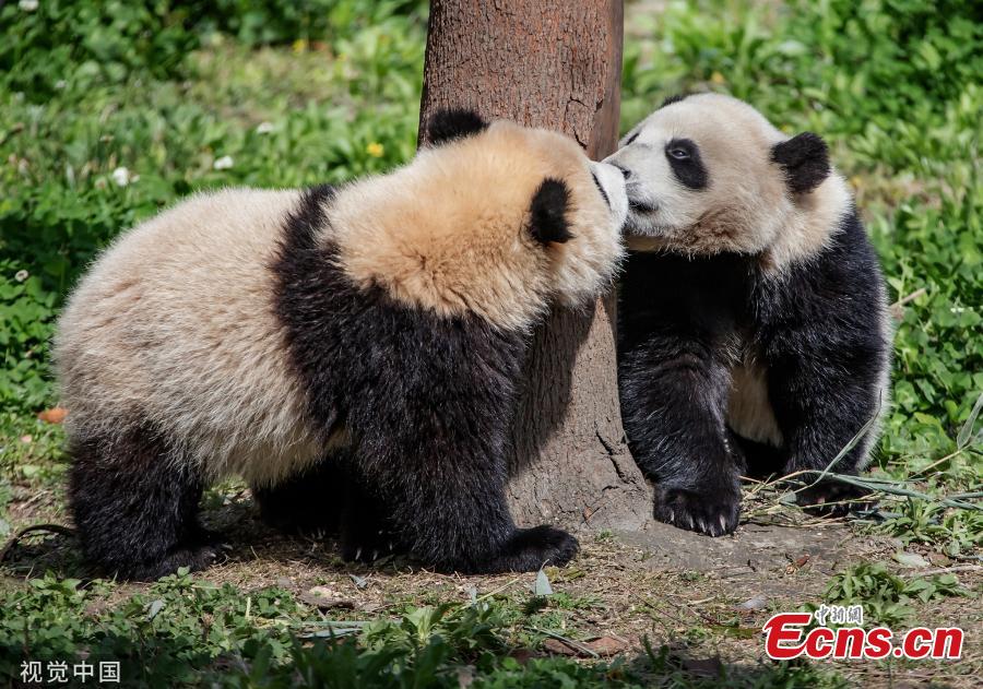 Panda cubs play at a research center for giant pandas in Aba Tibetan and Qiang Autonomous Prefecture, southwest China\'s Sichuan Province.  (Photo/VCG)