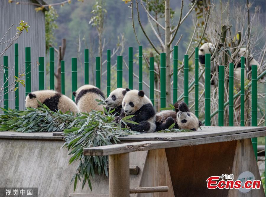 Panda cubs play at a research center for giant pandas in Aba Tibetan and Qiang Autonomous Prefecture, southwest China\'s Sichuan Province.  (Photo/VCG)