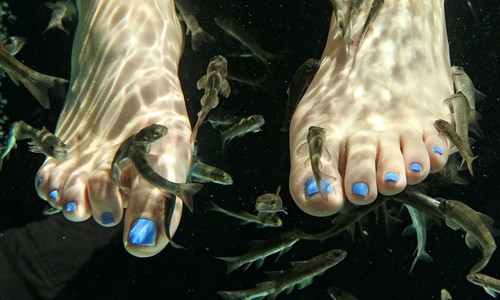 The fish breed, Garra Rufa (also known as doctor fish or nibble fish) bite off dead scurf (scaly matter) from the feet and the body, and any dirty discharges and bacteria.