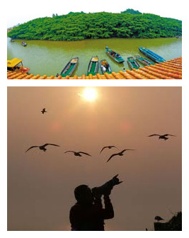 Wild Ardeidae are among the birds inhabiting this one-tree-made island in Guangdong Province.