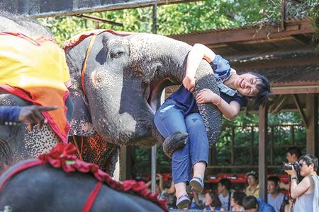 The elephant show in Thailand is one of the biggest attractions for Chinese tourists.(Photo/China Daily)