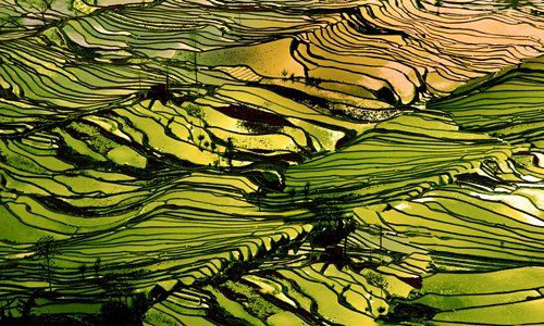 Yuanyang rice terraces C a carpet waved in Heaven