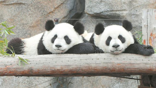 Shanghai park welcomes two new baby pandas