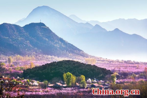 Beijing's Pinggu district provides tourists with a spring journey of flowers and music from April 10 to May 30. (Photo/China.org.cn)