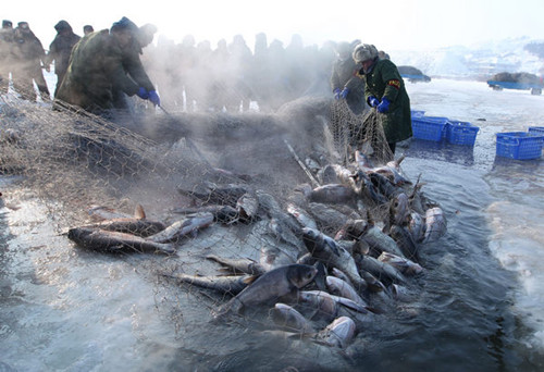 This net is designed to catch only adult fish. Immature fish are released in order to ensure future stocks.[Photos by Bai Shi / For China Daily]