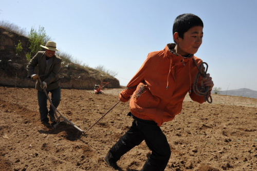 A child plows with his father in Qin'an county, Northwest China's Gansu province, April 5, 2013. [Photo by Liu Baocheng/Asianewsphoto]