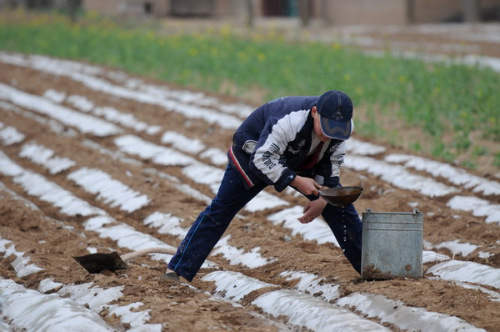 A man waters a corn field in Lingtai county, Northwest China's Gansu province, April 5, 2013. [Photo by Liu Baocheng/Asianewsphoto]