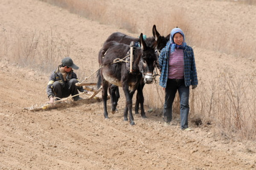 Two farmers plow dried-up cropland in Tongwei county, Northwest China's Gansu province, April 5, 2013. [Photo by Liu Baocheng/Asianewsphoto]