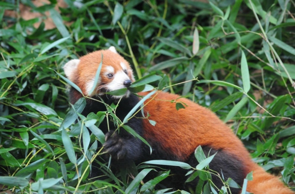 A red panda eats bamboo at the Straits Panda Research Center in Fuzhou, Fujian province on June 16, 2013. Three red pandas, Huan Huan, Mei Ke and Ya Ya will be sent as presents to the Taipei Zoo for the purpose of enhancing the cross-Straits cooperation in wildlife breeding and educating Taiwan residents about wild life from the Chinese mainland. [Photo/Xinhua]