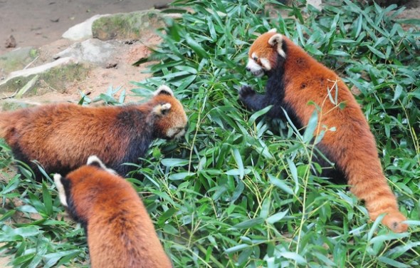 Three red pandas, Huan Huan, Mei Ke and Ya Ya, appear in a photo taken on June 16, 2013 at the Straits Panda Research Center in Fuzhou, Fujian province. They will be sent as presents to the Taipei Zoo for the purpose of enhancing the cross-Strait cooperation for wildlife breeding and educating Taiwan residents about wild life from the Chinese mainland. [Photo/Xinhua]