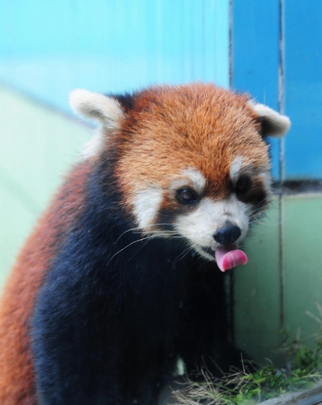 A red panda poses for a photo on June 16, 2013 at the Straits Panda Research Center in Fuzhou, Fujian province. Three red pandas, Huan Huan, Mei Ke and Ya Ya will be sent as presents to the Taipei Zoo for the purpose of enhancing the cross-Strait cooperation for wildlife breeding and educating Taiwan residents about wild life from the Chinese mainland [Photo/Xinhua]