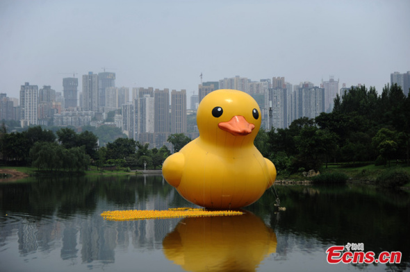 A scaled replica of the Rubber Duck by Dutch conceptual artist Florentijn Hofman is seen floating in a river of a park in Chongqing on June 20, followed by hundreds of small-sized ones. [Photo: CNS Zhangchao]