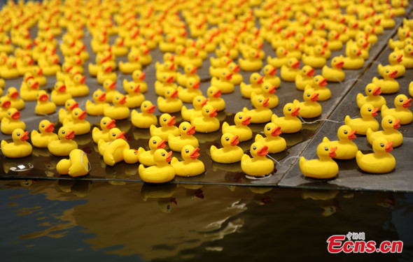 A scaled replica of the Rubber Duck by Dutch conceptual artist Florentijn Hofman is seen floating in a river of a park in Chongqing on June 20, followed by hundreds of small-sized ones. [Photo: CNS Zhangchao]