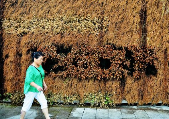 A woman passes a singed plant decorative wall which has become withered due the recent heat wave in Hangzhou on July 25, 2013. The continuing hot weather has perished many green plants along the roadsides in Hangzhou. The city's meteorological observatory said the subtropical high, sun with extreme high temperature (39 C- 41 C) will dominate Hangzhou's weather until July 28. [Photo by Long Wei/ Asianewsphoto]