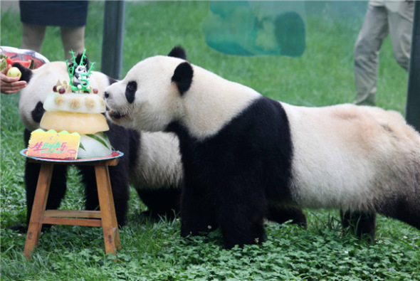 Two giant pandas, 5-year-old Qinchuan and Lele, taste ice birthday cake at Jinbao Fairyland in Weifang, Shandong province, July 26, 2013. [Photo by Zhangchi/Asianewsphoto]