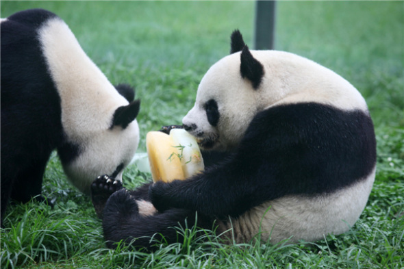 Two giant pandas, 5-year-old Qinchuan and Lele, taste ice birthday cake at Jinbao Fairyland in Weifang, Shandong province, July 26, 2013. [Photo by Zhangchi/Asianewsphoto]