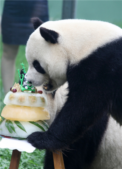 Giant panda Lele eats ice birthday cake at Jinbao Fairyland in Weifang, Shandong province, July 26, 2013. [Photo by Zhangchi/Asianewsphoto]