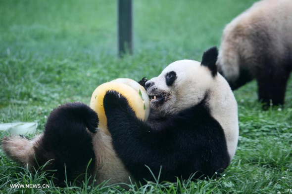 Giant panda Qinchuan tastes ice birthday cake at Jinbao Fairyland in Weifang, Shandong province, July 26, 2013. [Photo by Zhangchi/Xinhua]