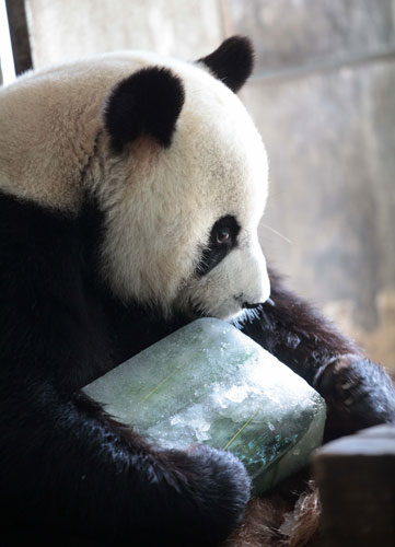 A panda tastes a piece of <i>baobing</i> at a zoo in Xiamen, East China's Fujian province, July 28, 2013. The meal is to help the panda to cool off as temperatures hit 32 C on Saturday. [Photo/Asianewsphoto]