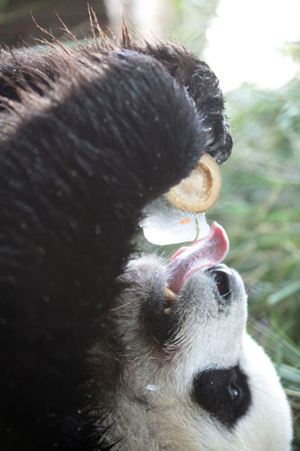 A panda licks an ice cake to chill out in Xiamen, July 28, 2013. [Photo/Asianewsphoto]