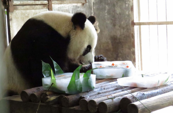 Ice cakes are made to cool off pandas during the scorching heat in Xiamen, July 28, 2013. [Photo/Asianewsphoto]