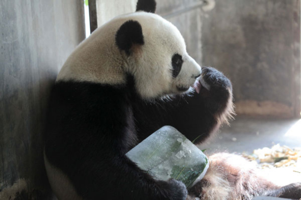 A panda holds a piece of <i>baobing</i>, an ice cake mixed with fruits, vegetables, honey or bamboo leaves at a zoo in Xiamen, East China's Fujian province, July 28, 2013. [Photo/Asianewsphoto]