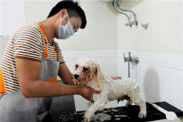 A staff member from a pet shop bathes a dog in Wuyi county, East China's Zhejiang province, August 6, 2013. The highest temperature in Wuyi county reached 40 C, pushing pet owners to send their pets for a bath and clip. [Photo by Zhang Jiancheng/Asianewsphoto]