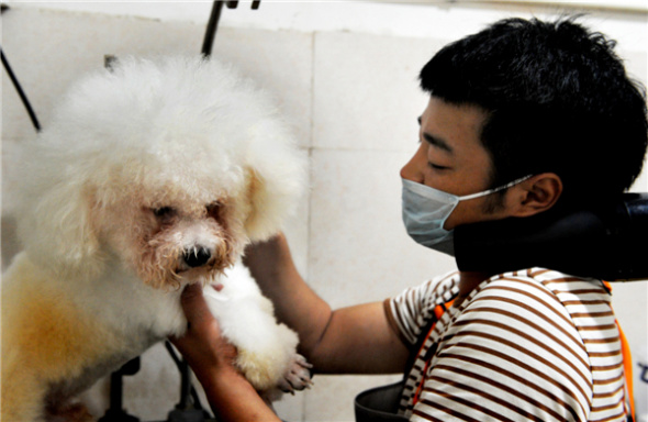 A staff member from a pet shop dries a dog with a blower in sweltering Wuyi county, East China's Zhejiang province, August 6, 2013. [Photo by Zhang Jiancheng/Asianewsphoto]