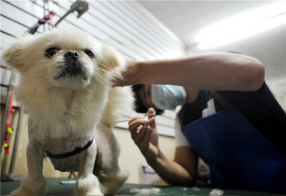 A staff member clips a dog's hair in Wuyi county, East China's Zhejiang province, August 6, 2013. [Photo by Zhang Jiancheng/Asianewsphoto]