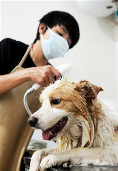 A dog gets a wash in Wuyi county, East China's Zhejiang province, August 6, 2013. [Photo by Zhang Jiancheng/Asianewsphoto]